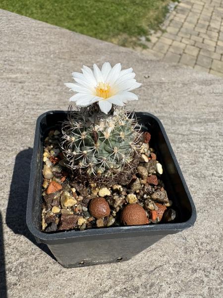 Turbinicarpus spec.